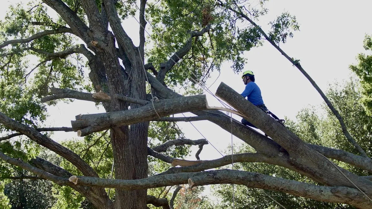 Professional Crown Thinning performed by certified arborists in Dobbins